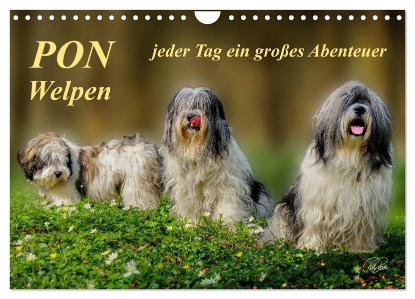 PON - Welpen jeder Tag ein großes Abenteuer (Wandkalender 2027 DIN A4 quer) CALVENDO Monatskalender
