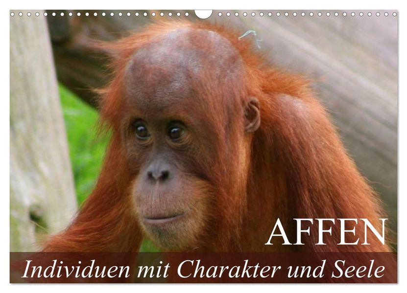 Affen - Individuen mit Charakter und Seele (Wandkalender 2027 DIN A3 quer) CALVENDO Monatskalender