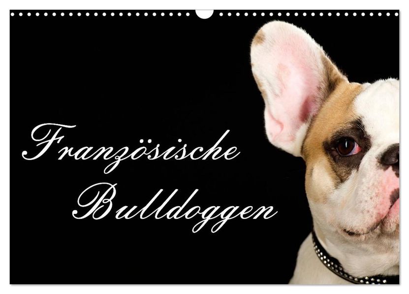 Französische Bulldoggen (Wandkalender 2027 DIN A3 quer) CALVENDO Monatskalender