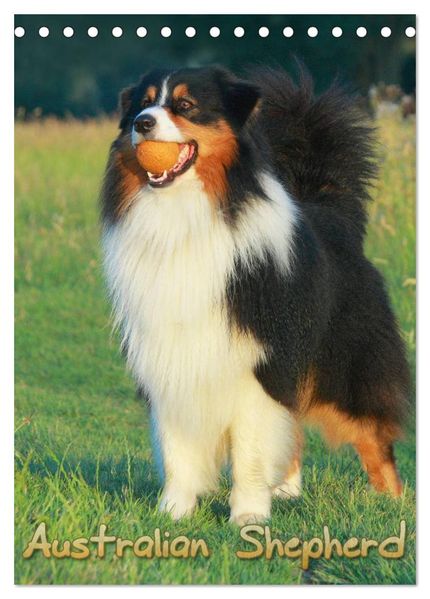 Australian Shepherd (Tischkalender 2027 DIN A5 hoch) CALVENDO Monatskalender