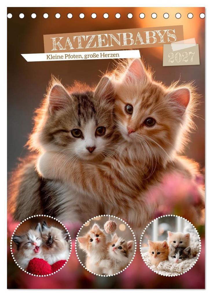 Katzenbabys - Kleine Pfoten große Herzen (Tischkalender 2027 DIN A5 hoch) CALVENDO Monatskalender
