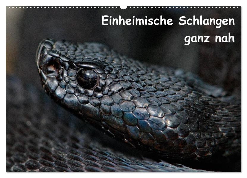Einheimische Schlangen ganz nah (Wandkalender 2027 DIN A2 quer) CALVENDO Monatskalender