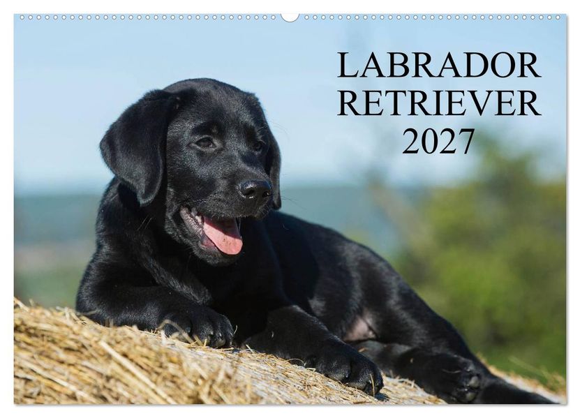 Labrador Retriever 2027 (Wandkalender 2027 DIN A2 quer) CALVENDO Monatskalender