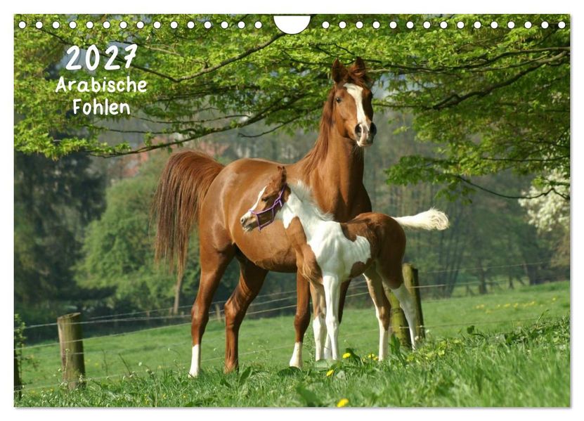 Arabische Fohlen 2027 (Wandkalender 2027 DIN A4 quer) CALVENDO Monatskalender