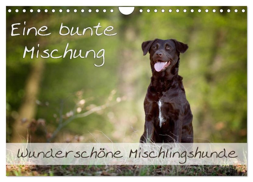 Eine bunte Mischung - wunderschöne Mischlingshunde / Geburtstagskalender (Wandkalender 2027 DIN A4 quer) CALVENDO Monatskalender