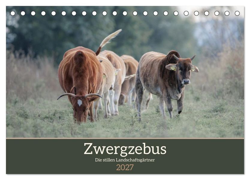 Zwergzebus - Die stillen Landschaftsgärtner (Tischkalender 2027 DIN A5 quer) CALVENDO Monatskalender