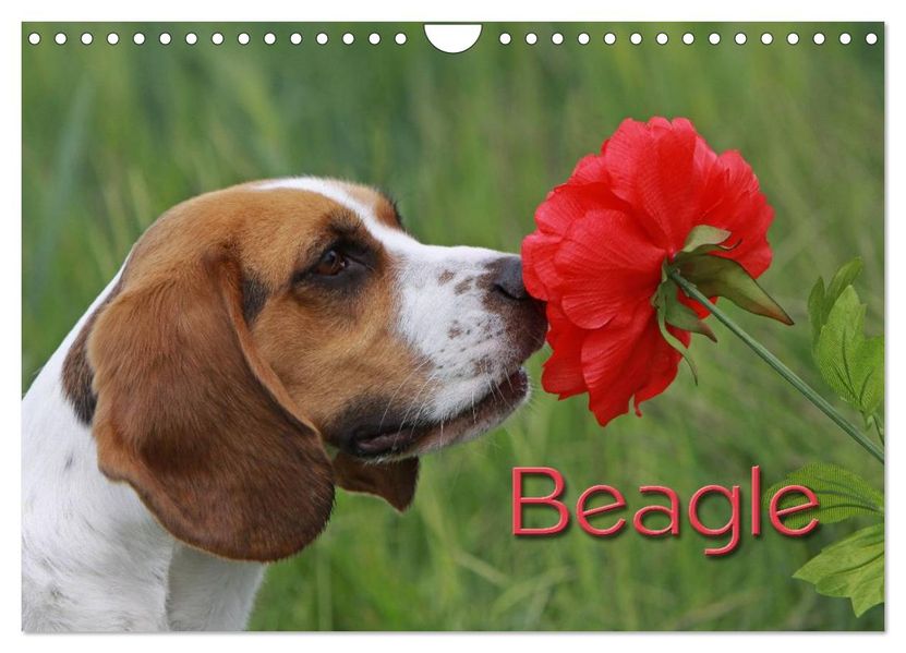 Beagle (Wandkalender 2027 DIN A4 quer) CALVENDO Monatskalender