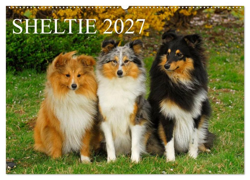 Sheltie 2027 (Wandkalender 2027 DIN A2 quer) CALVENDO Monatskalender