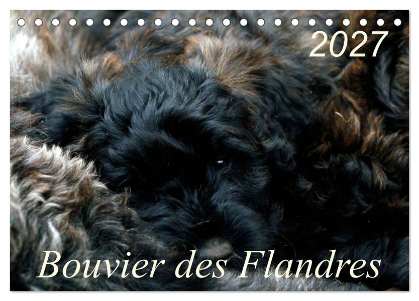 Bouvier des Flandres (Tischkalender 2027 DIN A5 quer) CALVENDO Monatskalender