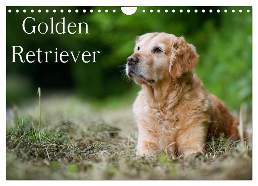 Golden Retriever (Wandkalender 2027 DIN A4 quer) CALVENDO Monatskalender