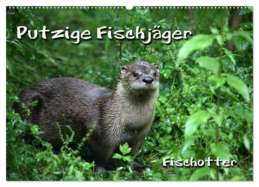 Putzige Fischjäger (Wandkalender 2027 DIN A2 quer) CALVENDO Monatskalender
