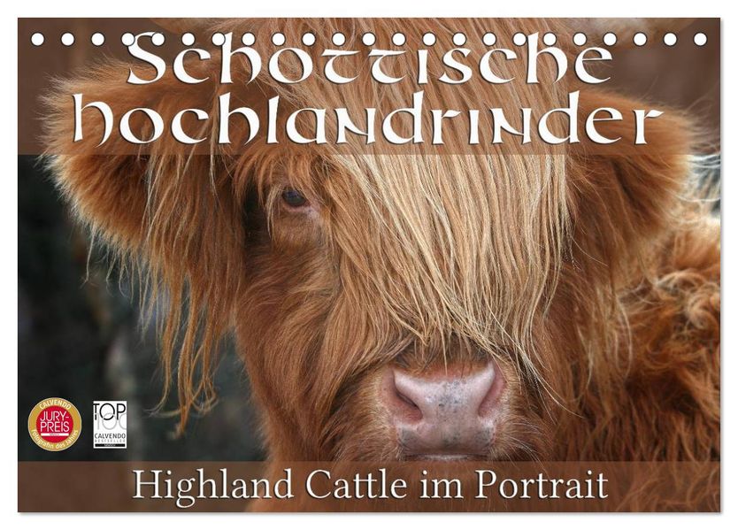 Schottische Hochlandrinder - Highland Cattle im Portrait (Tischkalender 2027 DIN A5 quer) CALVENDO Monatskalender