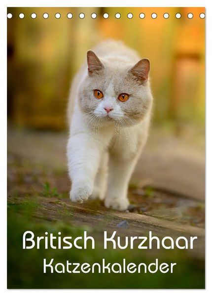 Britisch Kurzhaar Katzenkalender (Tischkalender 2027 DIN A5 hoch) CALVENDO Monatskalender