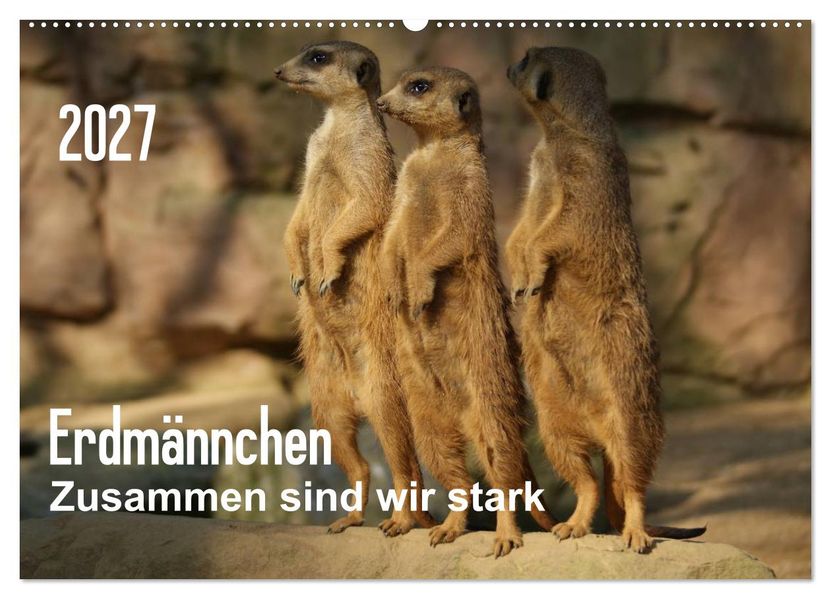 Erdmännchen - Zusammen sind wir stark (Wandkalender 2027 DIN A2 quer) CALVENDO Monatskalender