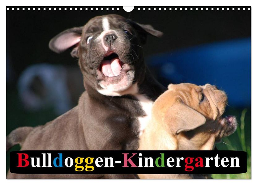 Bulldoggen-Kindergarten (Wandkalender 2027 DIN A3 quer) CALVENDO Monatskalender