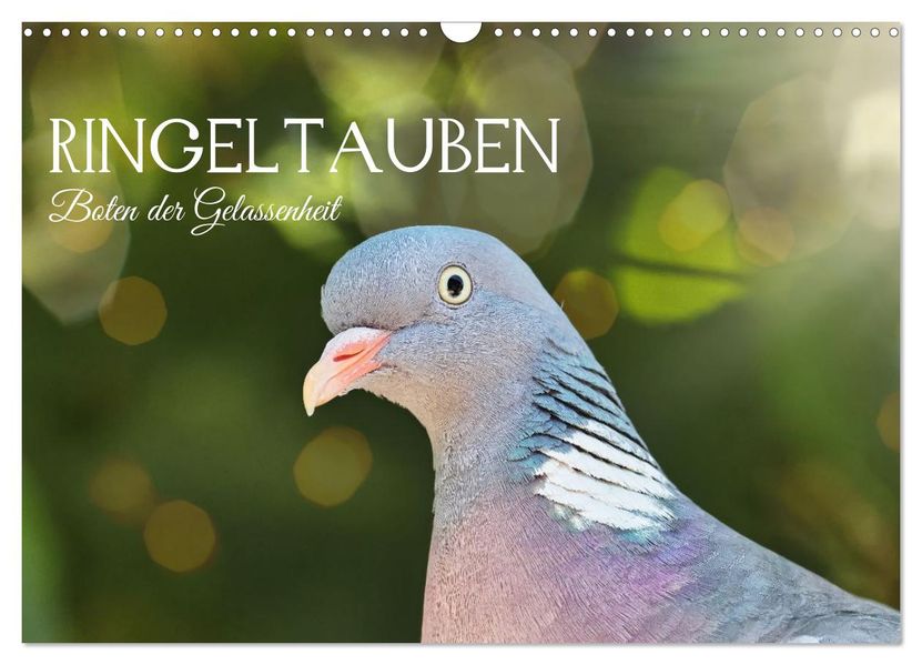 Ringeltauben Boten der Gelassenheit (Wandkalender 2027 DIN A3 quer) CALVENDO Monatskalender