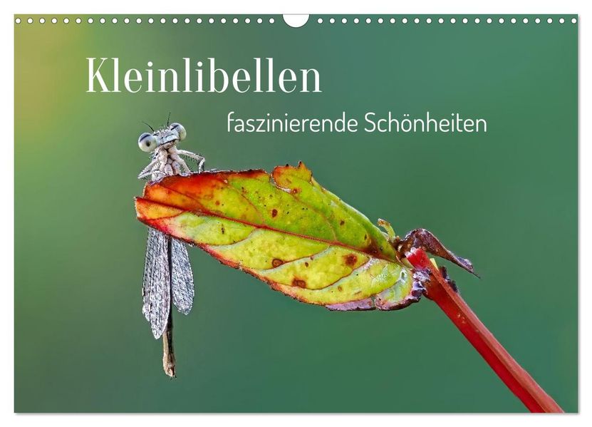 Kleinlibellen - faszinierende Schönheiten (Wandkalender 2027 DIN A3 quer) CALVENDO Monatskalender
