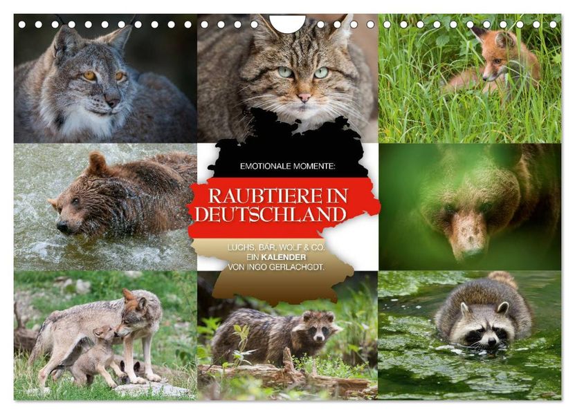 Emotionale Momente: Raubtiere in Deutschland (Wandkalender 2027 DIN A4 quer) CALVENDO Monatskalender