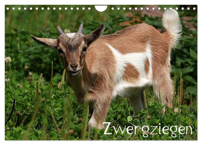 Zwergziegen (Wandkalender 2027 DIN A4 quer) CALVENDO Monatskalender