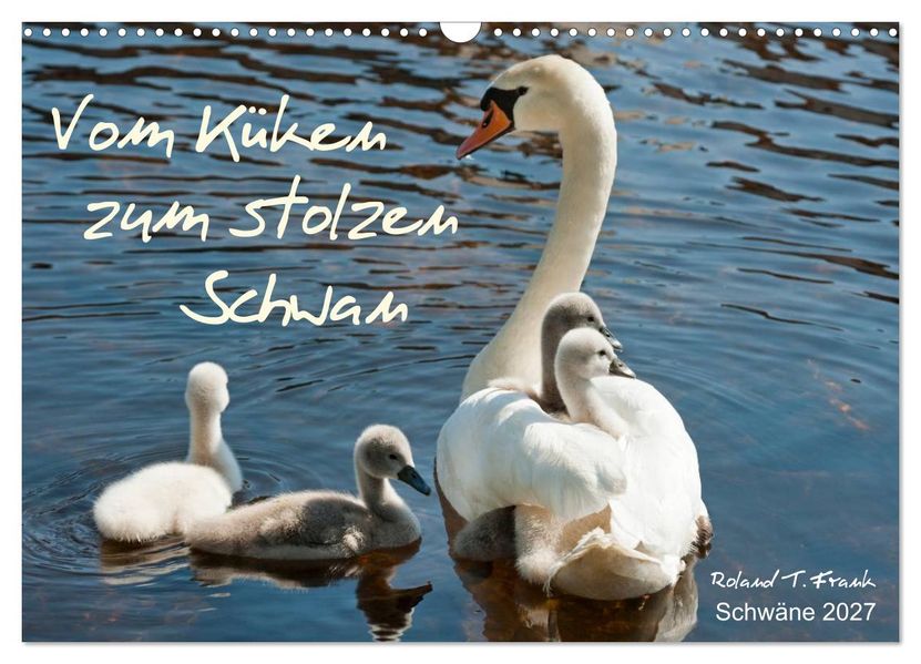 Vom Küken zum stolzen Schwan (Wandkalender 2027 DIN A3 quer) CALVENDO Monatskalender