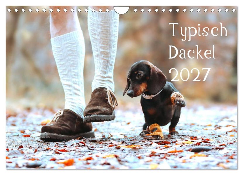Typisch Dackel 2027 (Wandkalender 2027 DIN A4 quer) CALVENDO Monatskalender