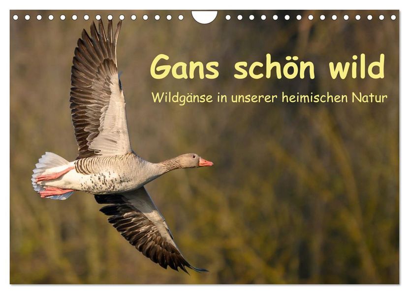 Gans schön wild (Wandkalender 2027 DIN A4 quer) CALVENDO Monatskalender