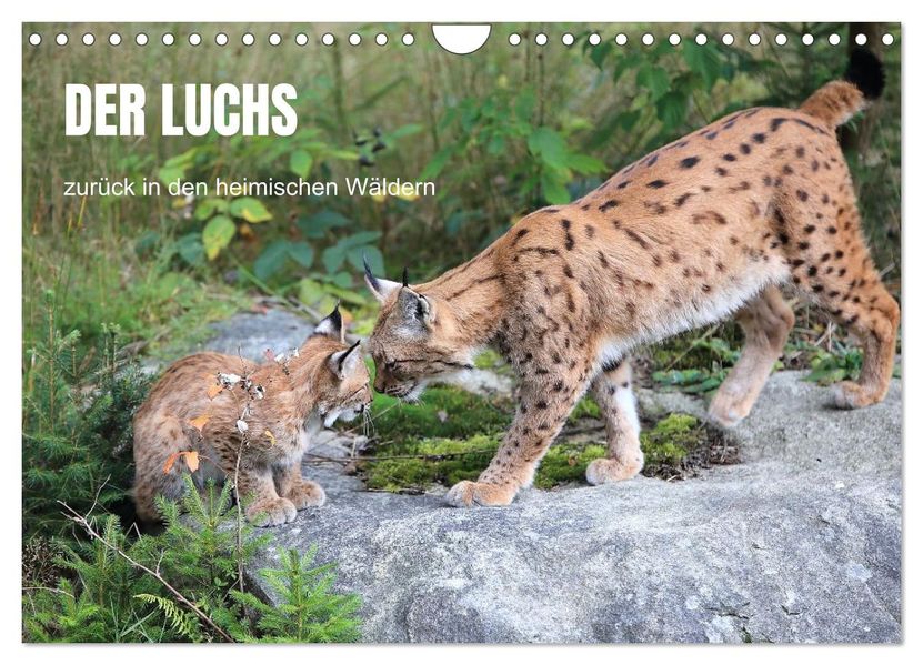 Der Luchs zurück in den heimischen Wäldern (Wandkalender 2027 DIN A4 quer) CALVENDO Monatskalender