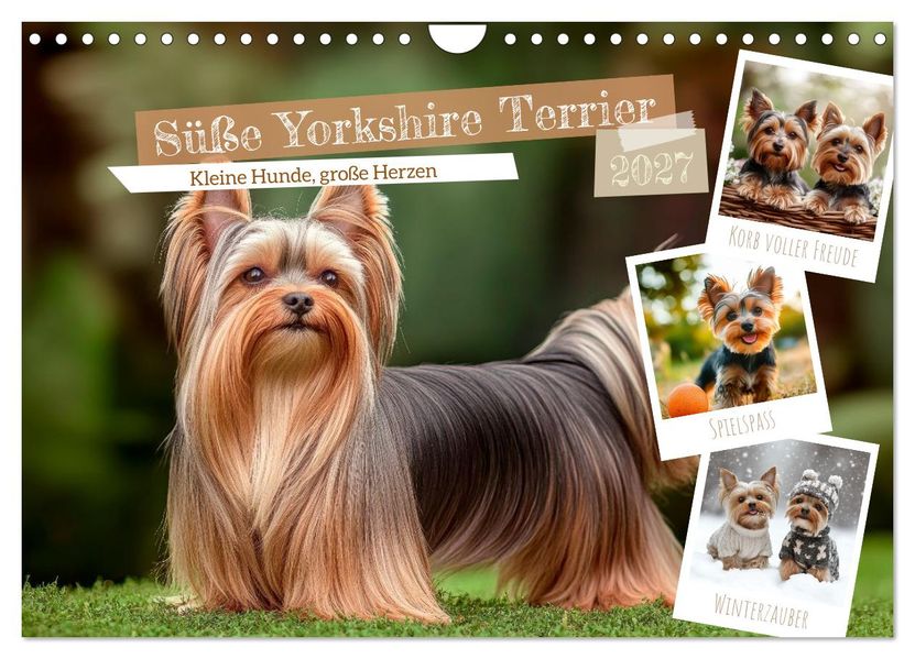 Süße Yorkshire Terrier - Kleine Hunde große Herzen (Wandkalender 2027 DIN A4 quer) CALVENDO Monatskalender