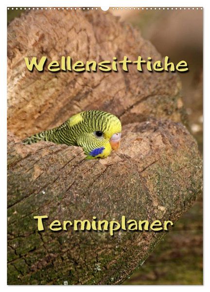Wellensittiche Terminplaner (Wandkalender 2027 DIN A2 hoch) CALVENDO Monatskalender
