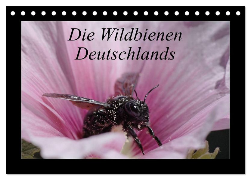 Die Wildbienen Deutschlands (Tischkalender 2027 DIN A5 quer) CALVENDO Monatskalender