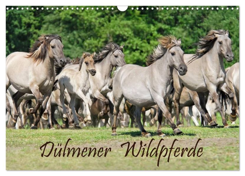 Dülmener Wildpferde (Wandkalender 2027 DIN A3 quer) CALVENDO Monatskalender