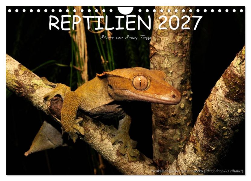 REPTILIEN (Wandkalender 2027 DIN A4 quer) CALVENDO Monatskalender