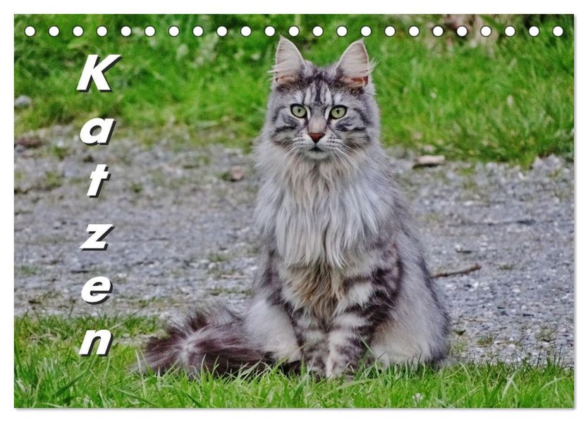 Katzen auf der Welt (Tischkalender 2027 DIN A5 quer) CALVENDO Monatskalender