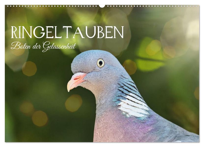 Ringeltauben Boten der Gelassenheit (Wandkalender 2027 DIN A2 quer) CALVENDO Monatskalender