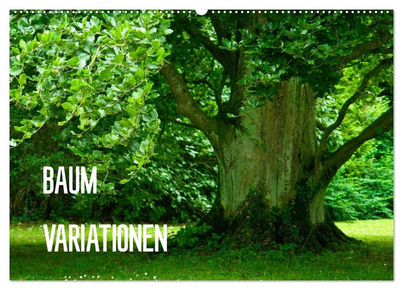 Baum-Variationen (Wandkalender 2027 DIN A2 quer) CALVENDO Monatskalender
