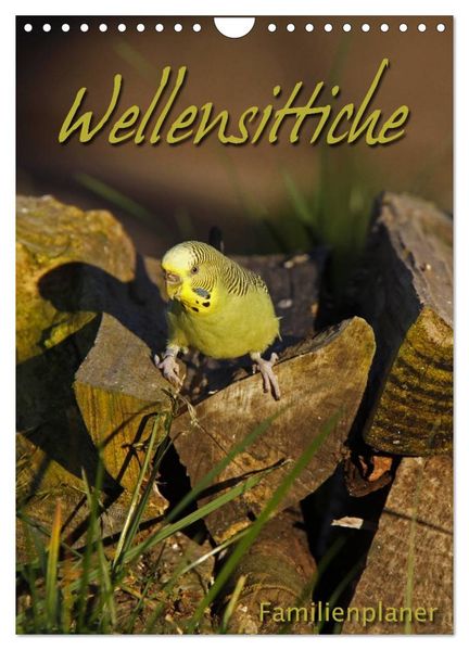 Wellensittiche (Wandkalender 2027 DIN A4 hoch) CALVENDO Monatskalender