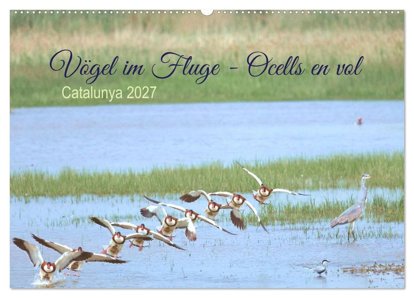 Vögel im Fluge - Ocells en vol (Wandkalender 2027 DIN A2 quer) CALVENDO Monatskalender
