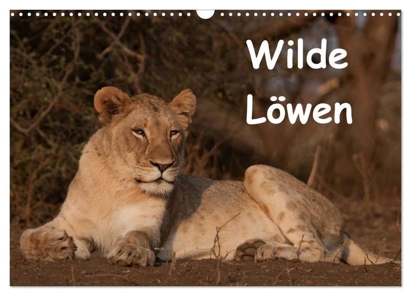 Wilde Löwen (Wandkalender 2027 DIN A3 quer) CALVENDO Monatskalender