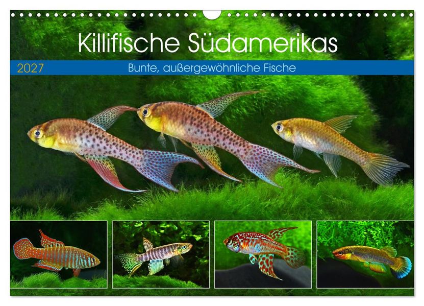 Killifische Südamerikas (Wandkalender 2027 DIN A3 quer) CALVENDO Monatskalender