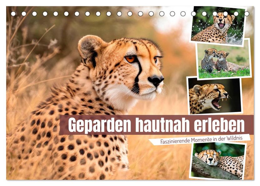Geparden hautnah erleben (Tischkalender 2027 DIN A5 quer) CALVENDO Monatskalender