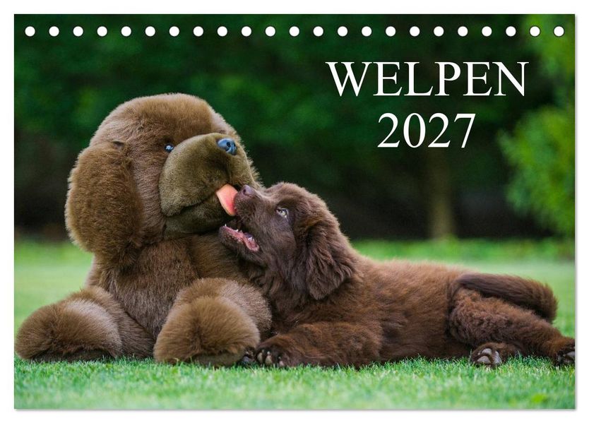 Welpen 2027 (Tischkalender 2027 DIN A5 quer) CALVENDO Monatskalender