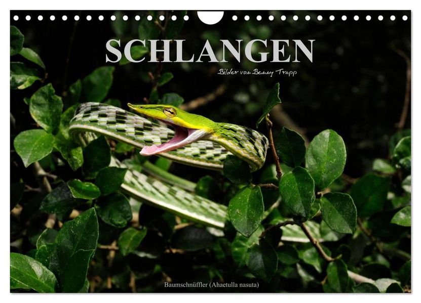 Schlangen (Wandkalender 2027 DIN A4 quer) CALVENDO Monatskalender