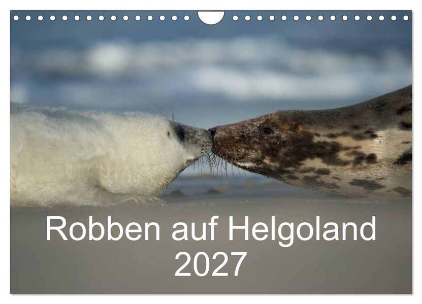 Robben auf Helgoland 2027 (Wandkalender 2027 DIN A4 quer) CALVENDO Monatskalender