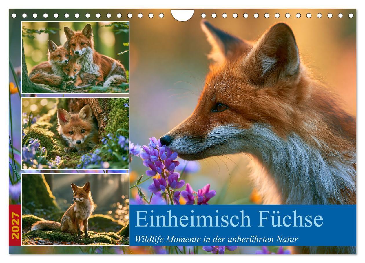 Einheimische Füchse (Wandkalender 2027 DIN A4 quer) CALVENDO Monatskalender