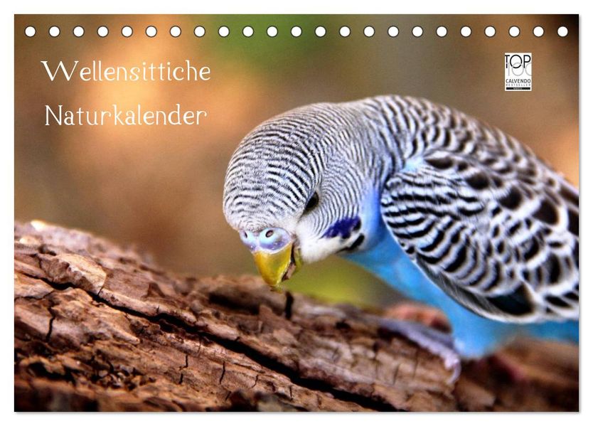 Wellensittiche - Naturkalender (Tischkalender 2027 DIN A5 quer) CALVENDO Monatskalender