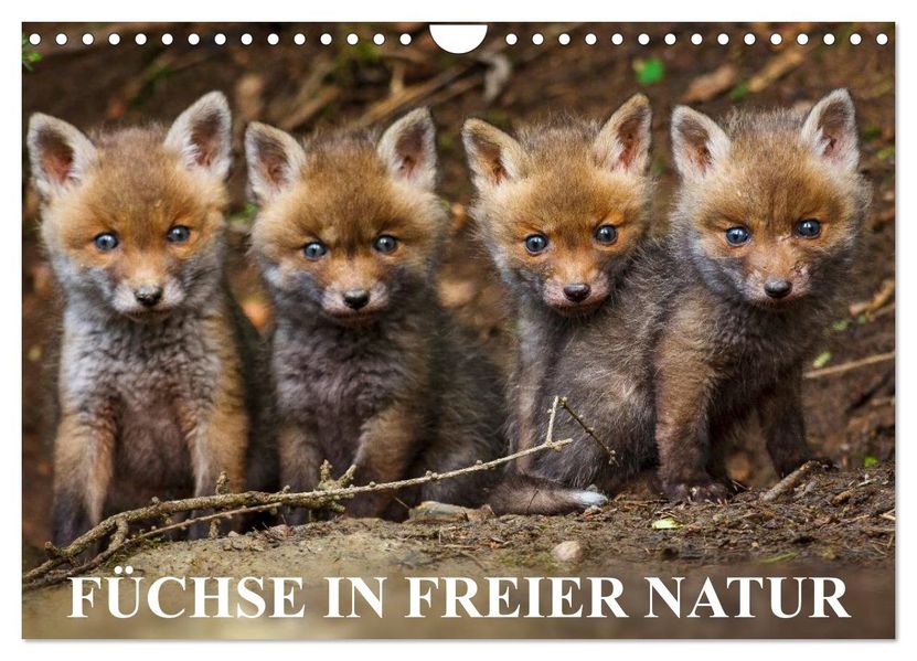 Füchse in freier Natur (Wandkalender 2027 DIN A4 quer) CALVENDO Monatskalender
