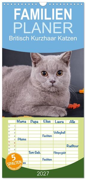 Familienplaner 2027 - Britisch Kurzhaar Katzen mit 5 Spalten (Wandkalender 21 x 45 cm) CALVENDO