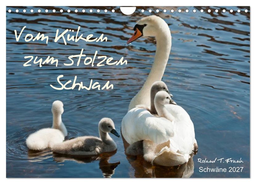 Vom Küken zum stolzen Schwan (Wandkalender 2027 DIN A4 quer) CALVENDO Monatskalender