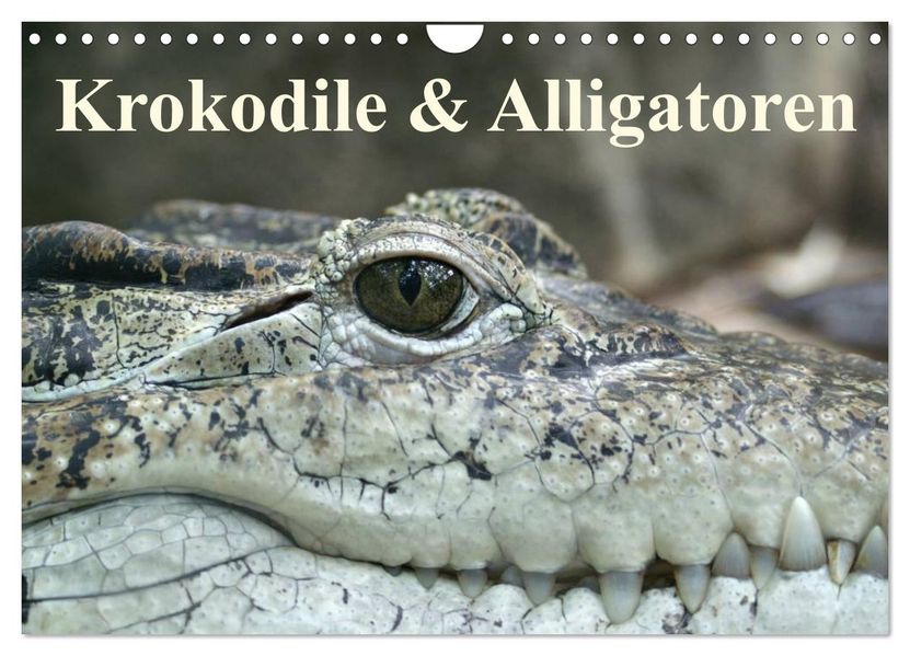 Krokodile & Alligatoren (Wandkalender 2027 DIN A4 quer) CALVENDO Monatskalender