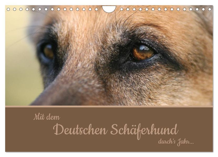 Mit dem Deutschen Schäferhund durch's Jahr (Wandkalender 2027 DIN A4 quer) CALVENDO Monatskalender